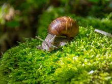 5 planten om slakken te voorkomen