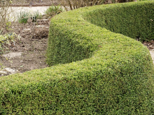 Alternatieven voor buxus