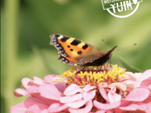 Een tuin vol vogels, bijen en vlinders