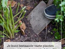 Planten delen, spliten en vermeerderen