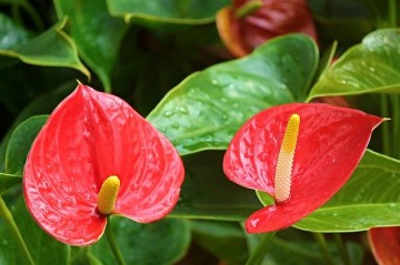 Anthurium flamingo flower 2507743640