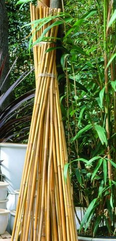 Bamboestokkennature
