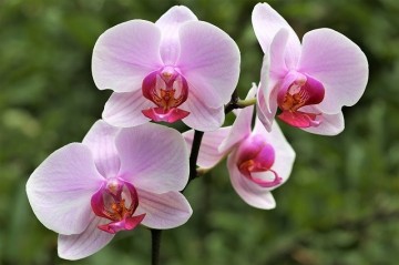Orchid 3567929640
