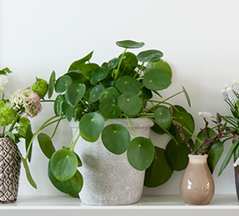 Pilea