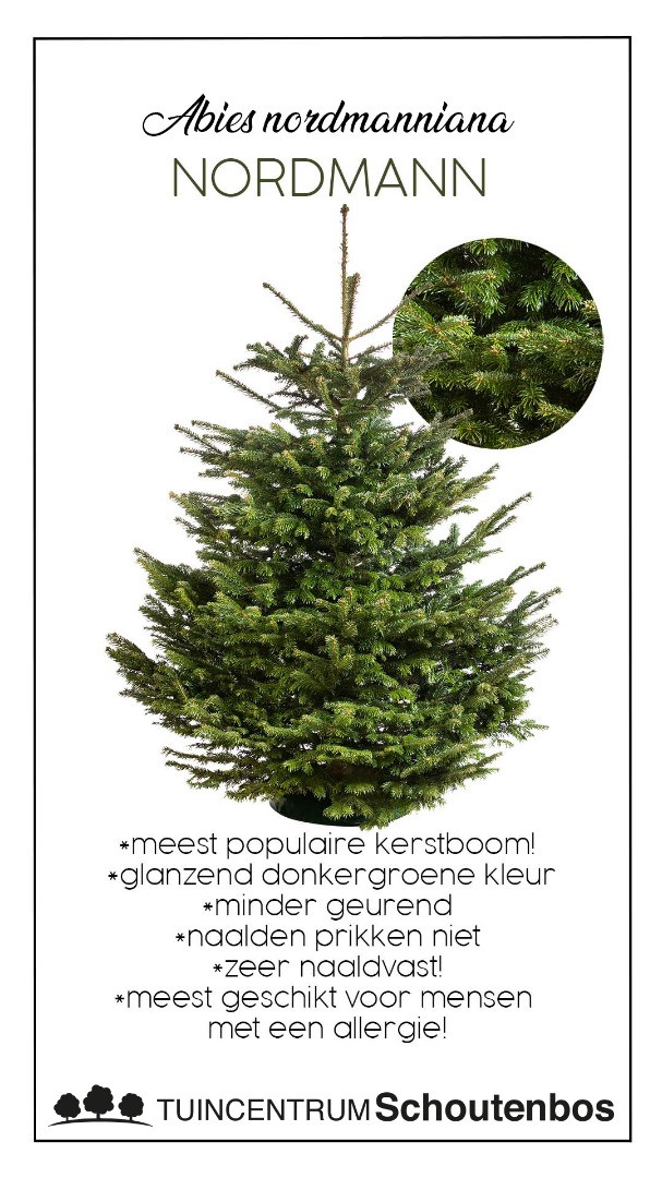 Nauwgezet begaan Spuug uit Nordmann Kerstboom - Abies Nordmanniana - kerstbomen - Tuincentrum  Schoutenbos