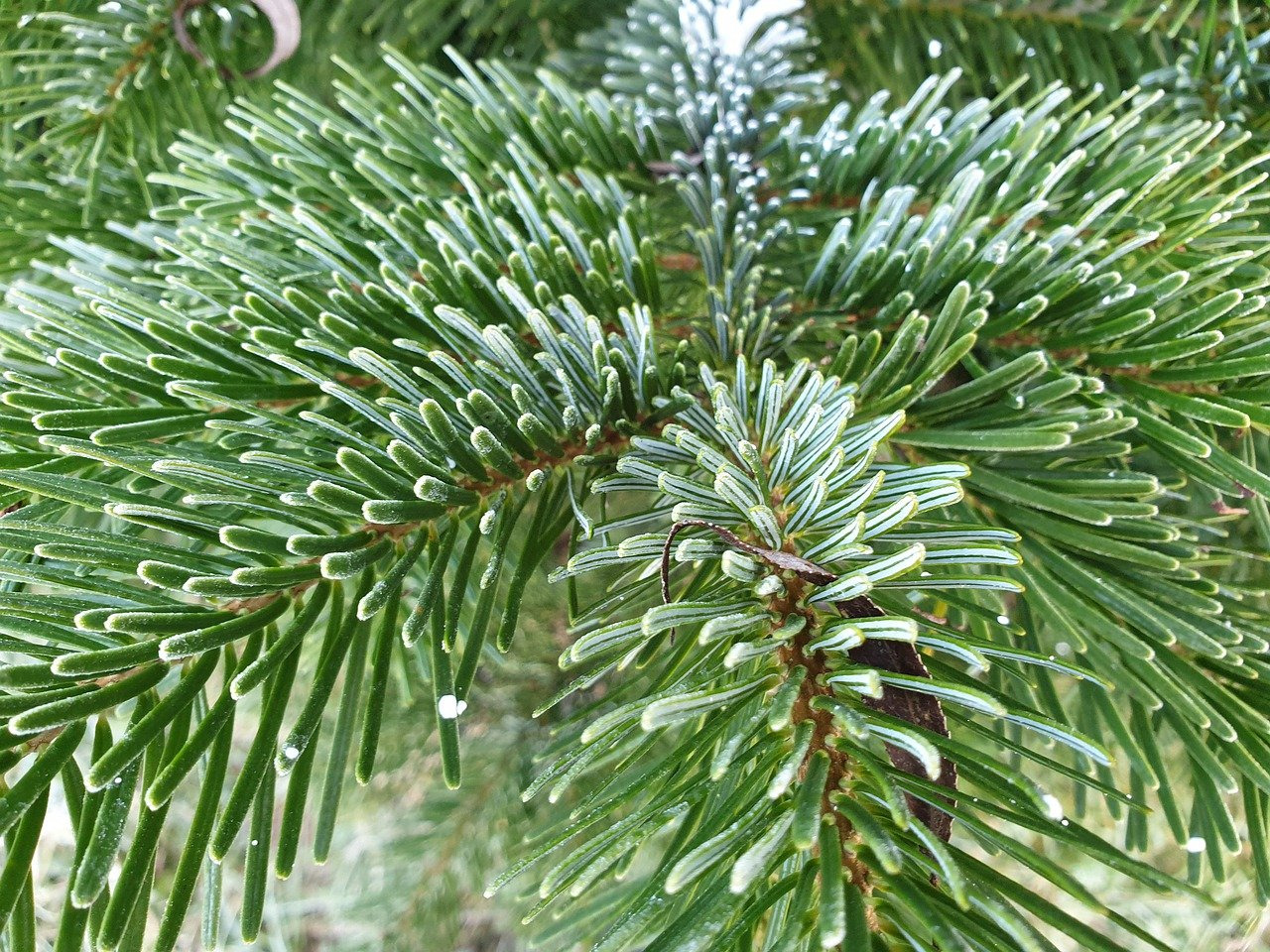 keten lavendel Kakadu Nordmann Kerstboom - Abies Nordmanniana - kerstbomen - Tuincentrum  Schoutenbos