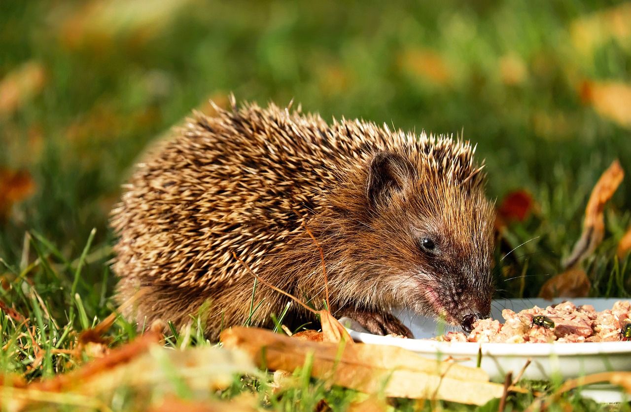 egel eten egelhuisje