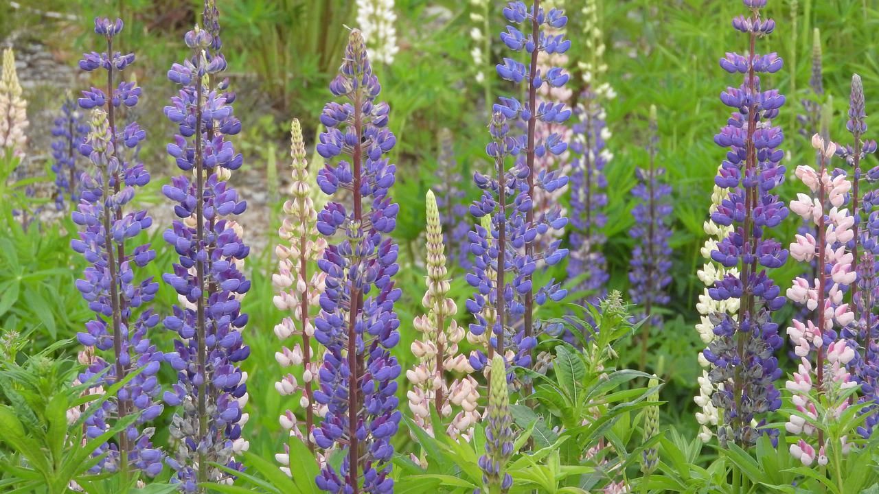 lupine groenbemester