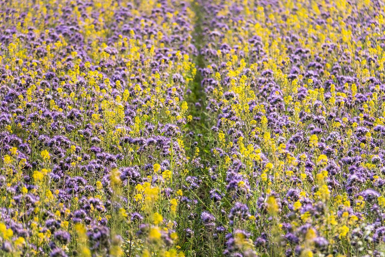 phacelia bijenvoer groenbemester