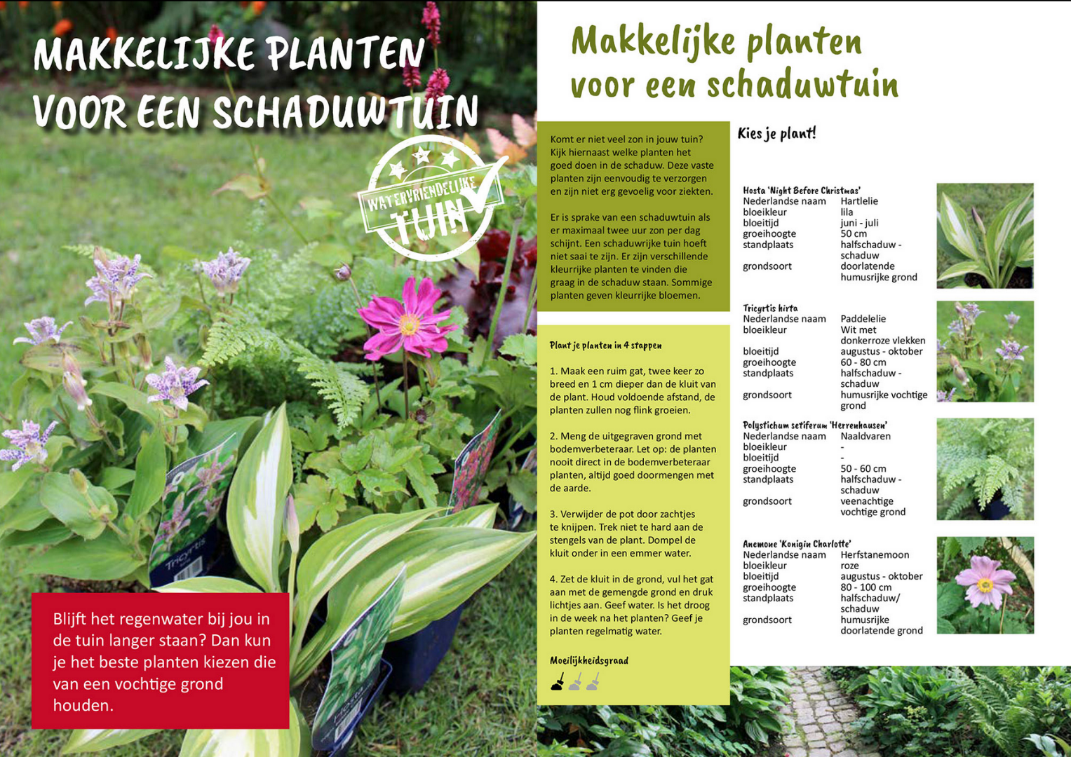 Schaduwplanten