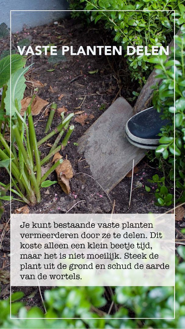 vaste planten delen schuren vermeerderen