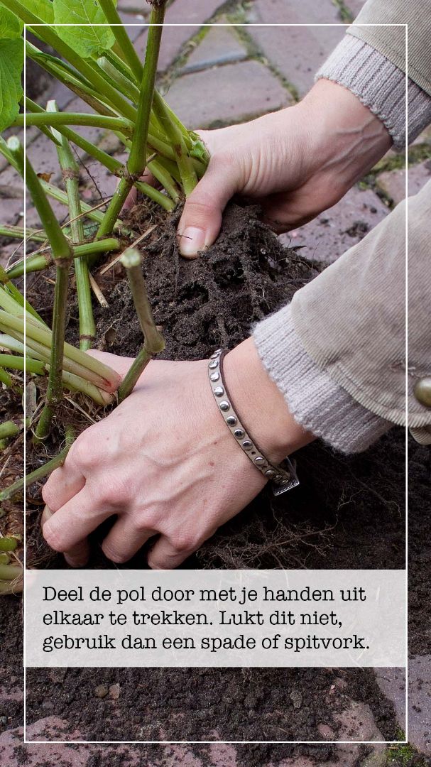 vaste planten