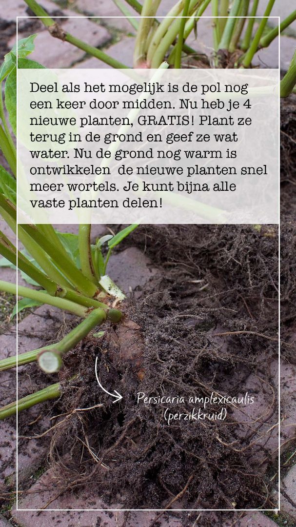 planten delen scheuren