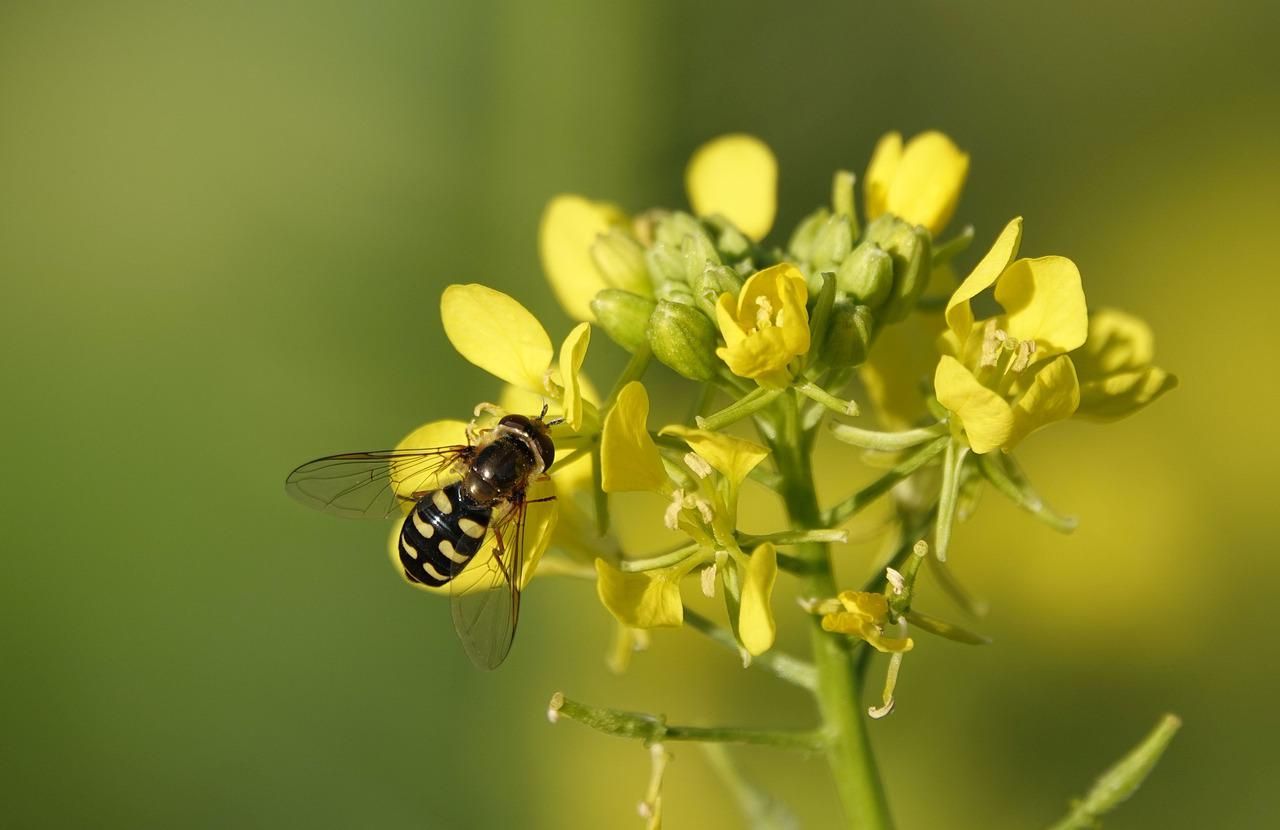 gele mosterd groenbemester