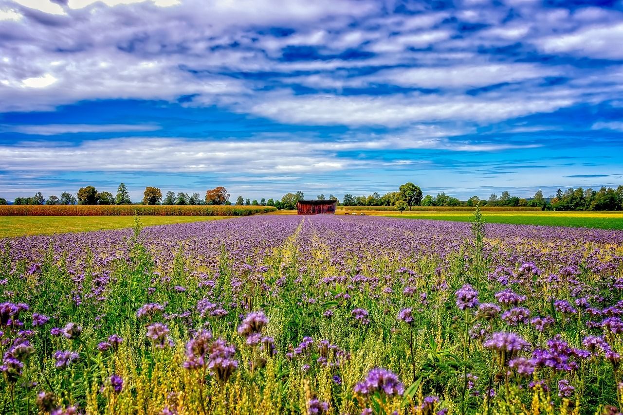 phacelia bijenvoer