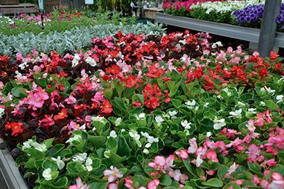 begonia begonias kwekerij