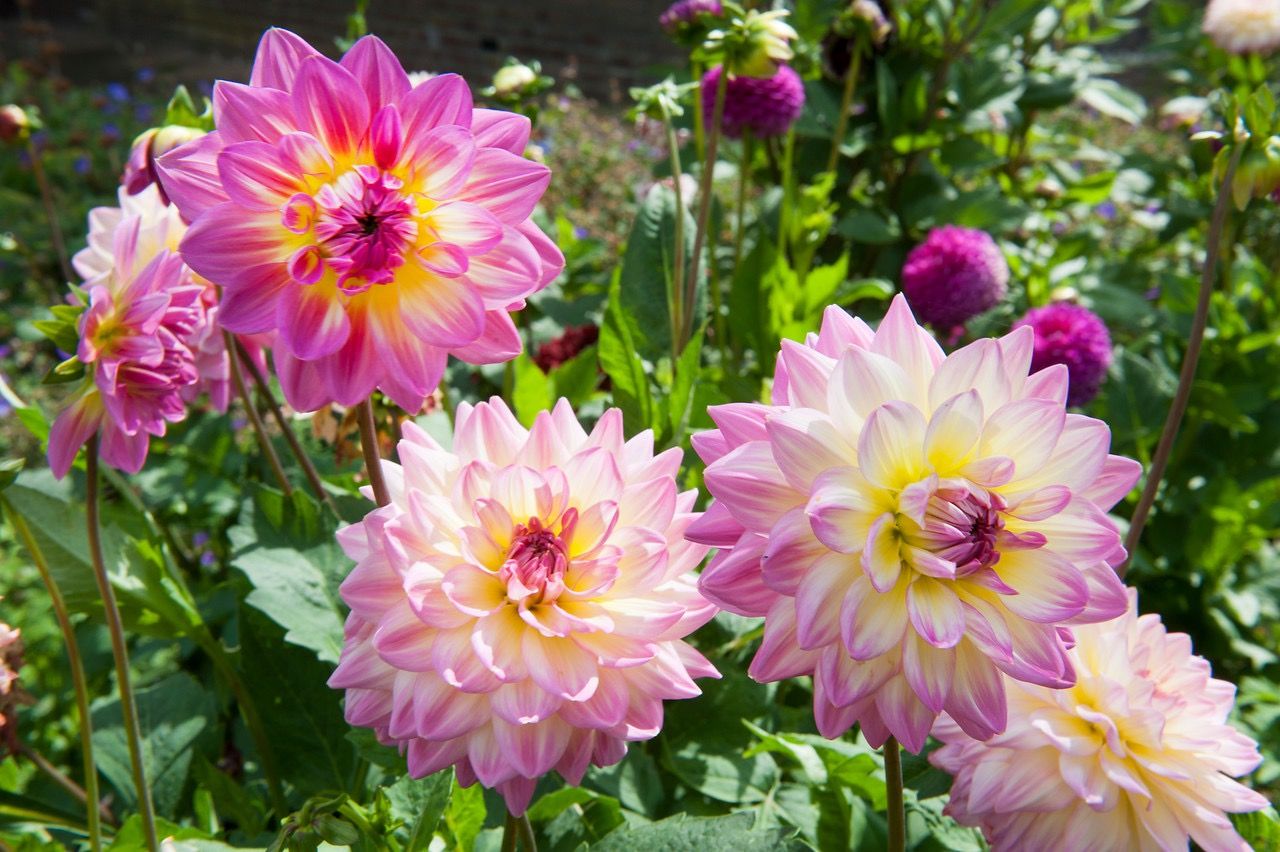 Dahlia gladiolen lellies planten