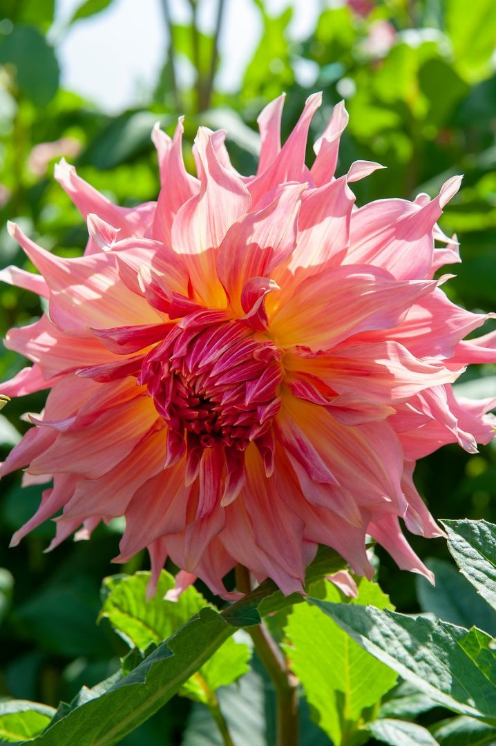 dahlia bloembol schoutenbos