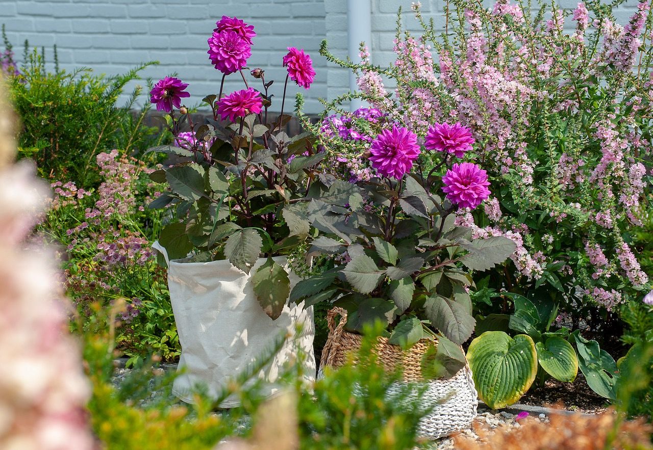 Bloembollen planten tuincentrum kopen