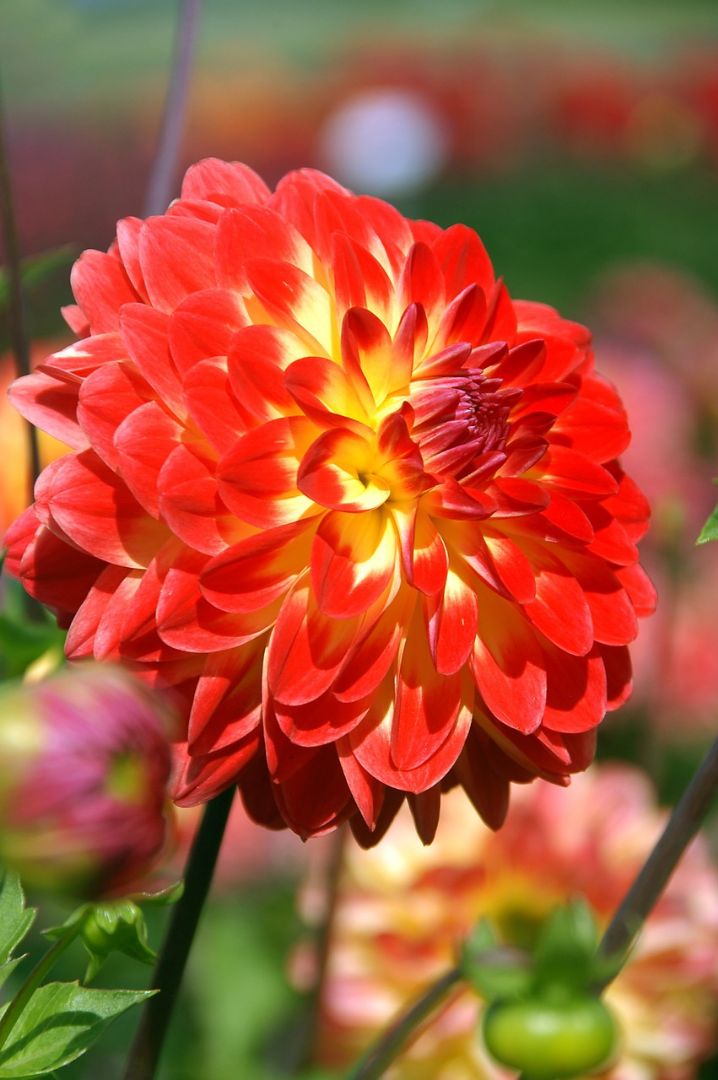 dahlia knol