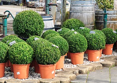 buxus struiken schoutenbos