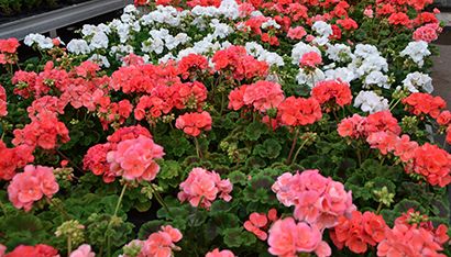 geraniums kwekerij geranium