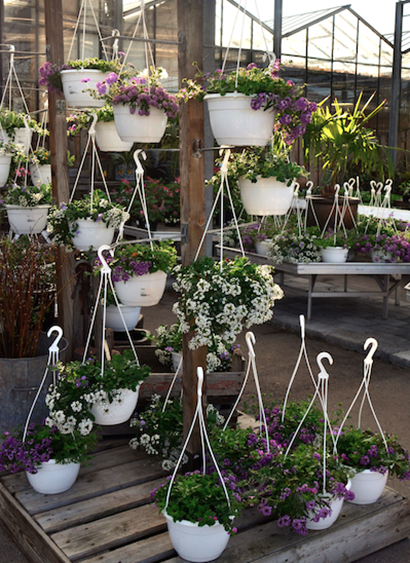 hangplanten kwekerij