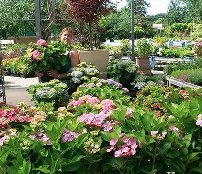 hortensia hydrangea heidi