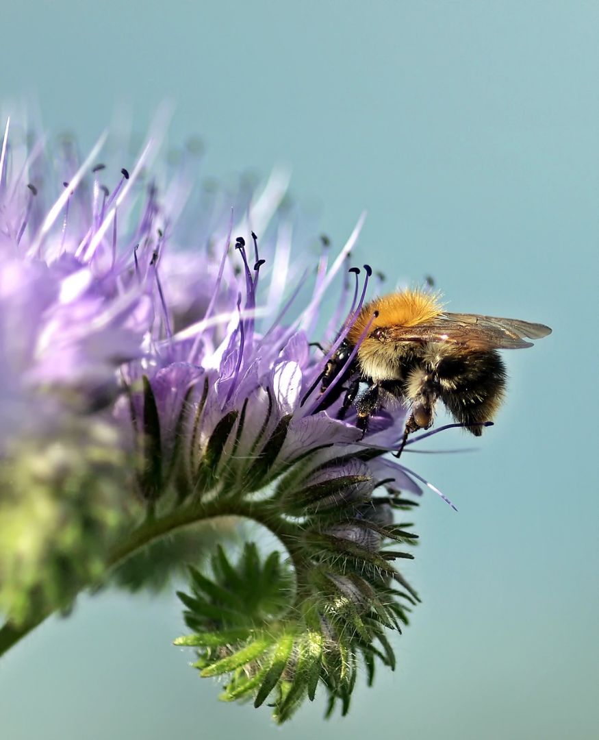 hommel vlinder plant moestuin