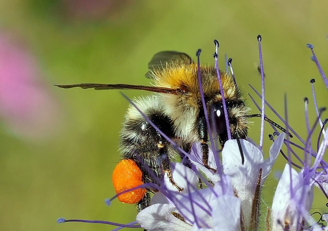 bij hommel vlinder groenbemester