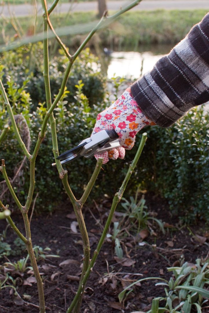 rozen snoeien schoutenbos schoorl