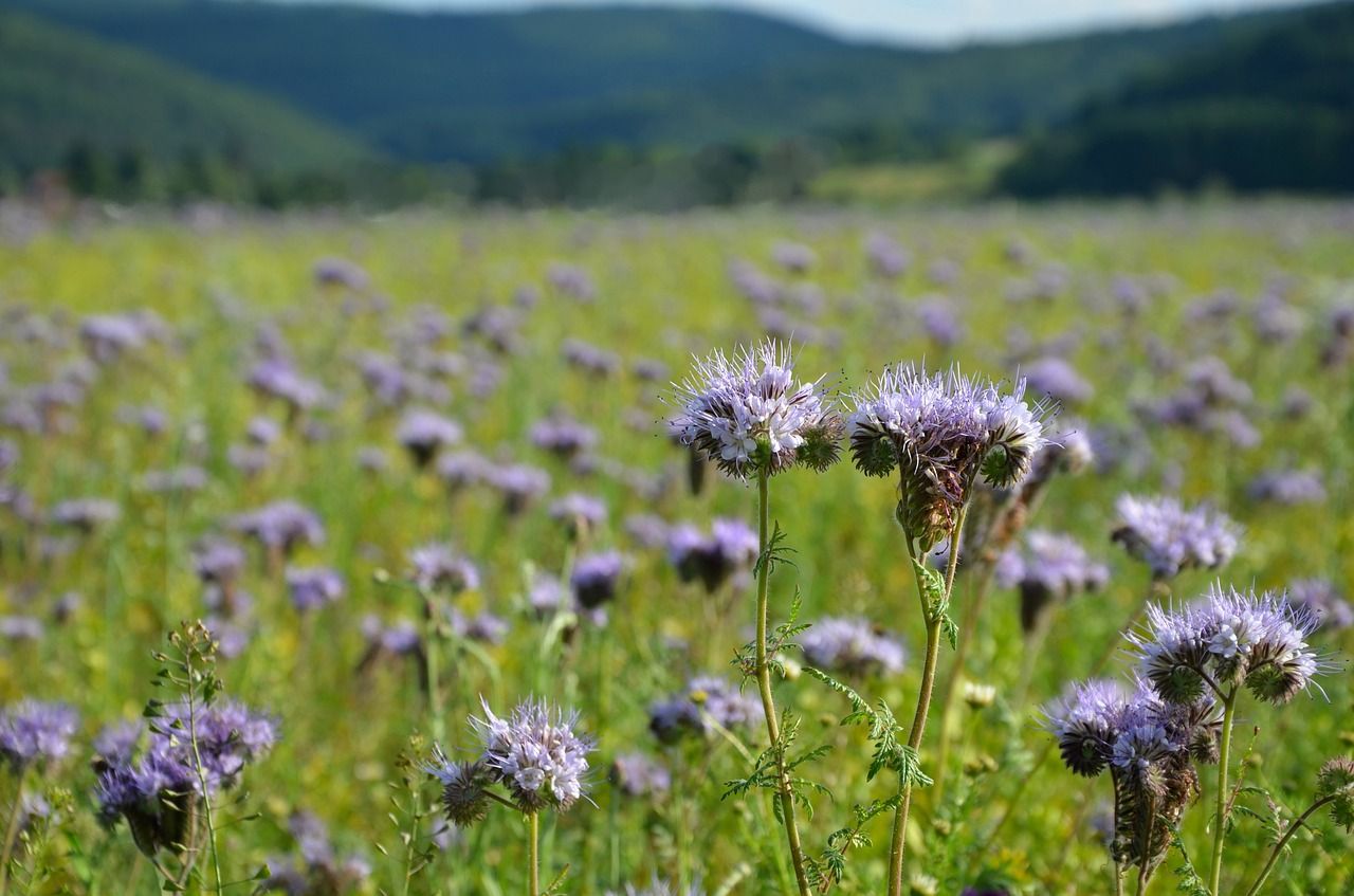 phacelia groenbemesting