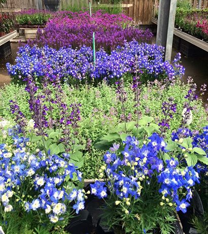 vaste planten delphinium