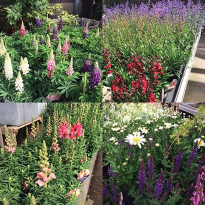 vaste planten lupine