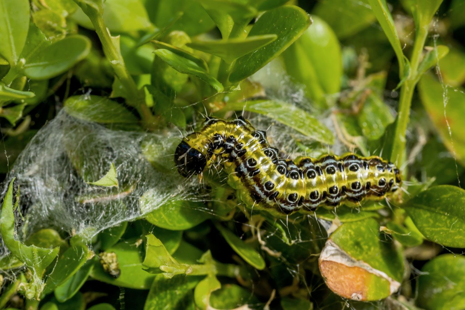 buxusrups schoutenbos warmenhuizen