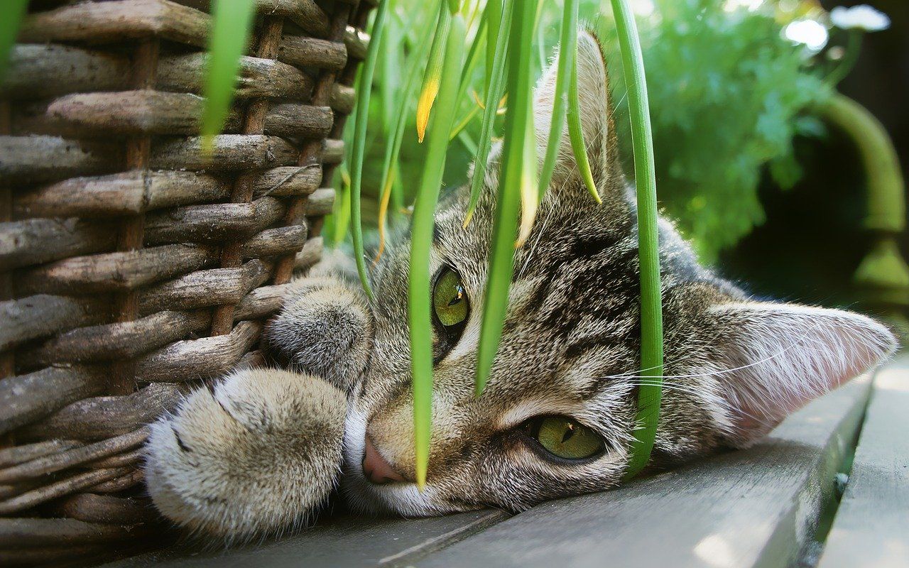 kat kamerplant warmenhuizen schoorl