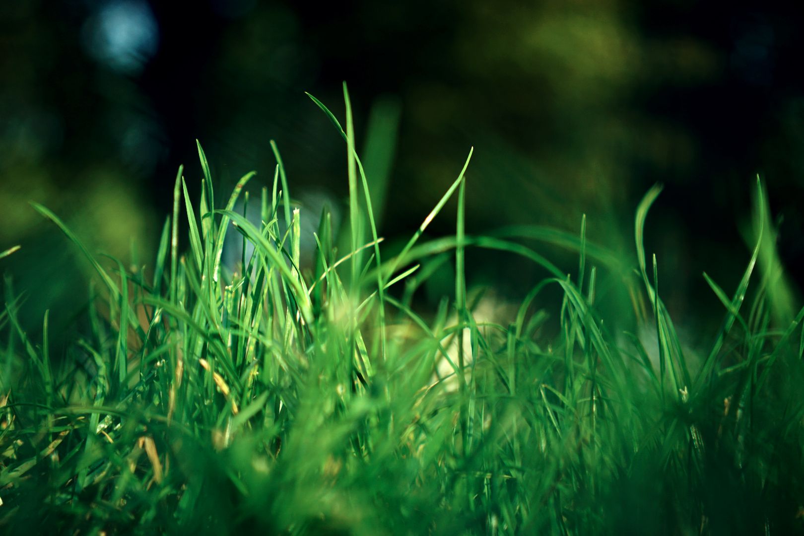 groen gras zonder mos
