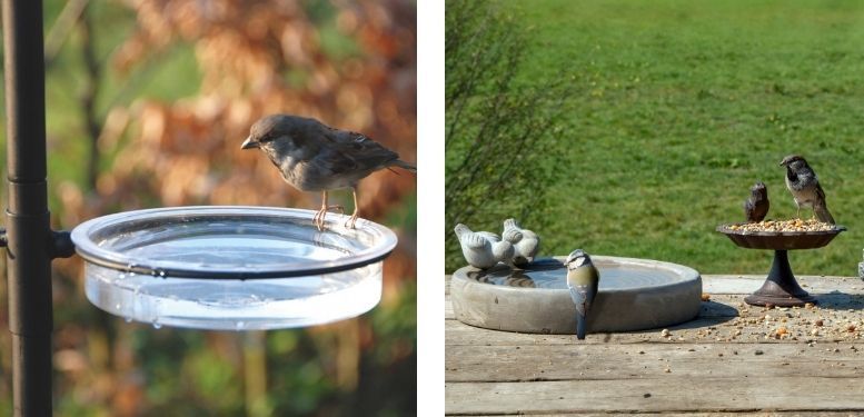 vogeldrinkschaal