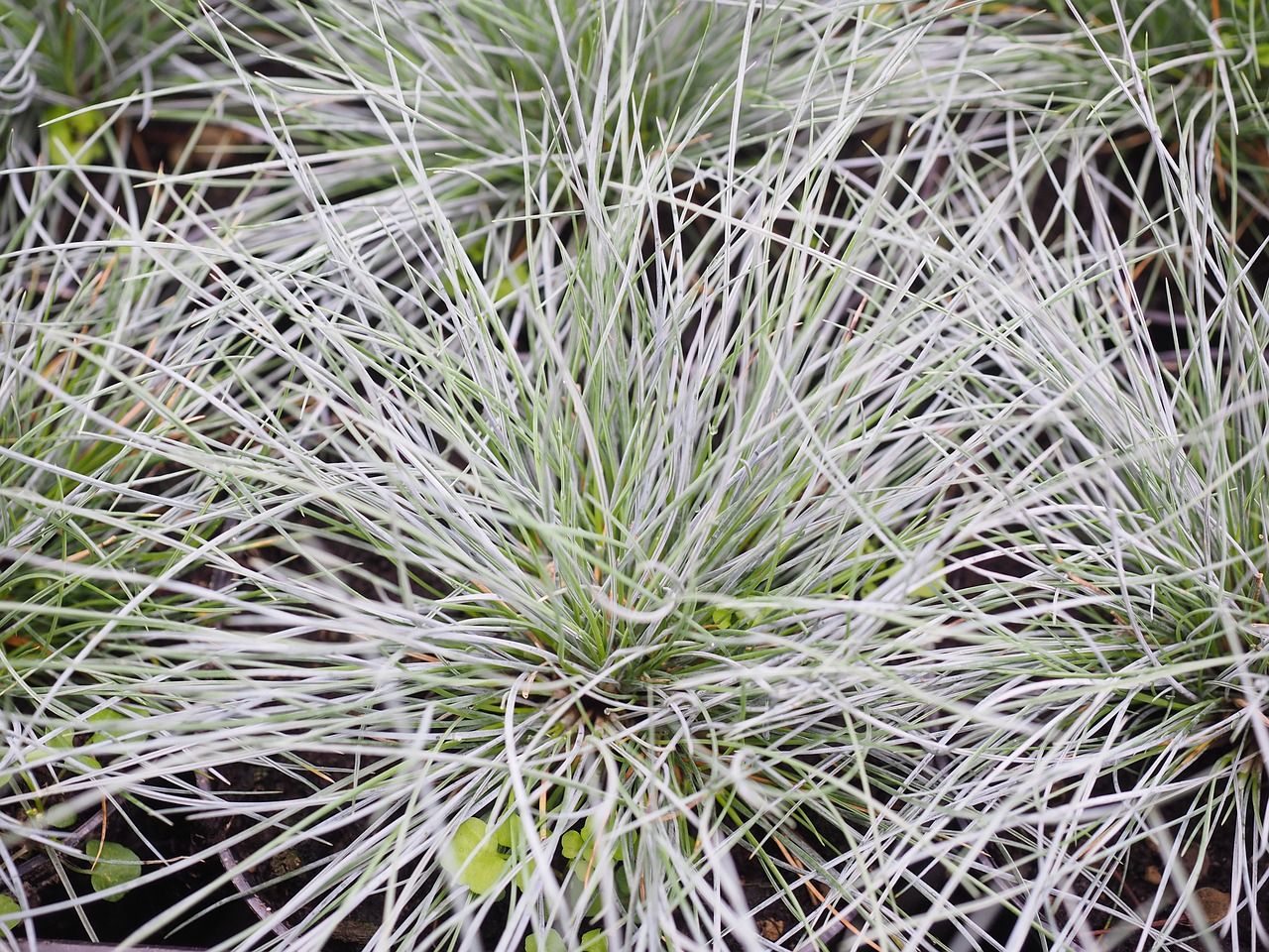 festuca grijs gras schoutenbos