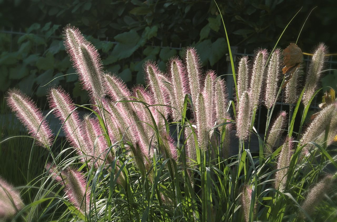 gras siergras schoorl bergen