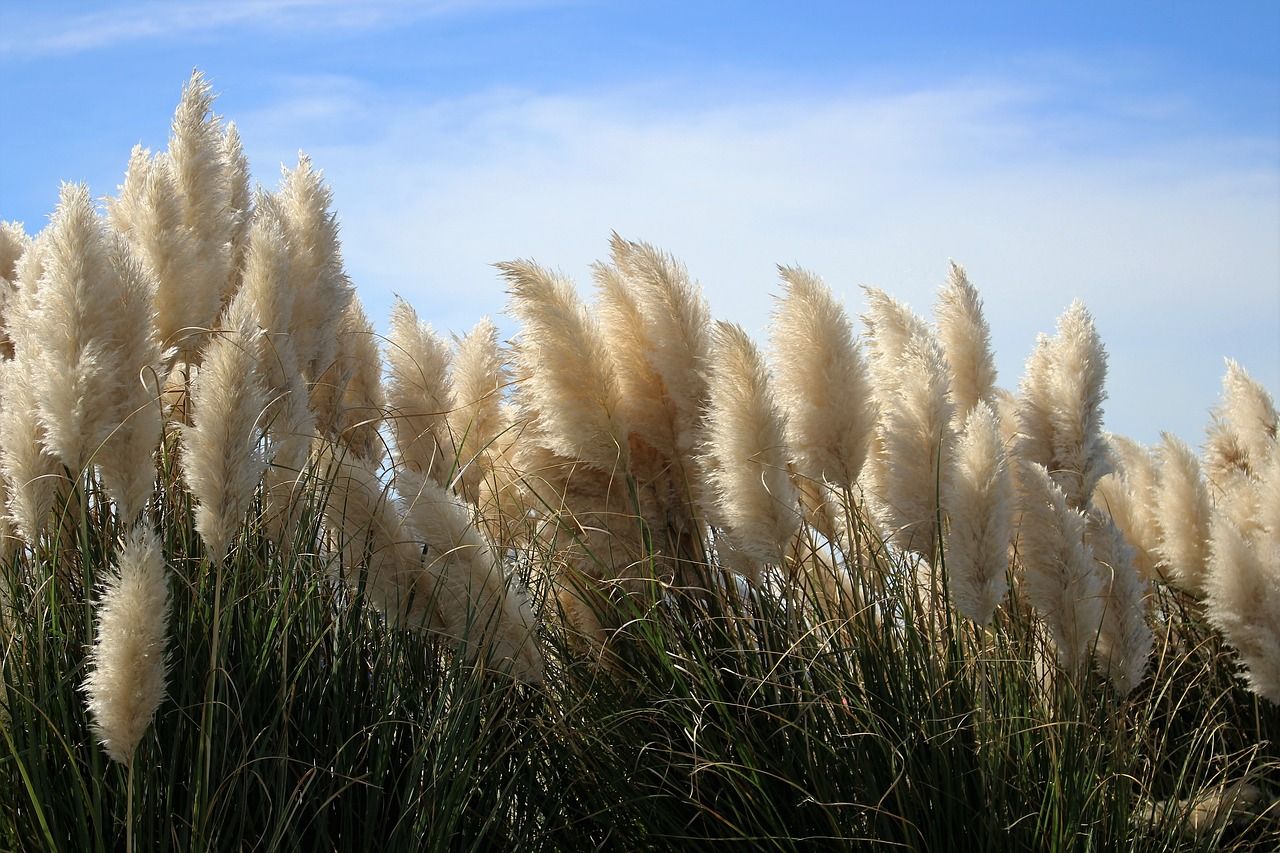 gras langedijk warmenhuizen alkmaar