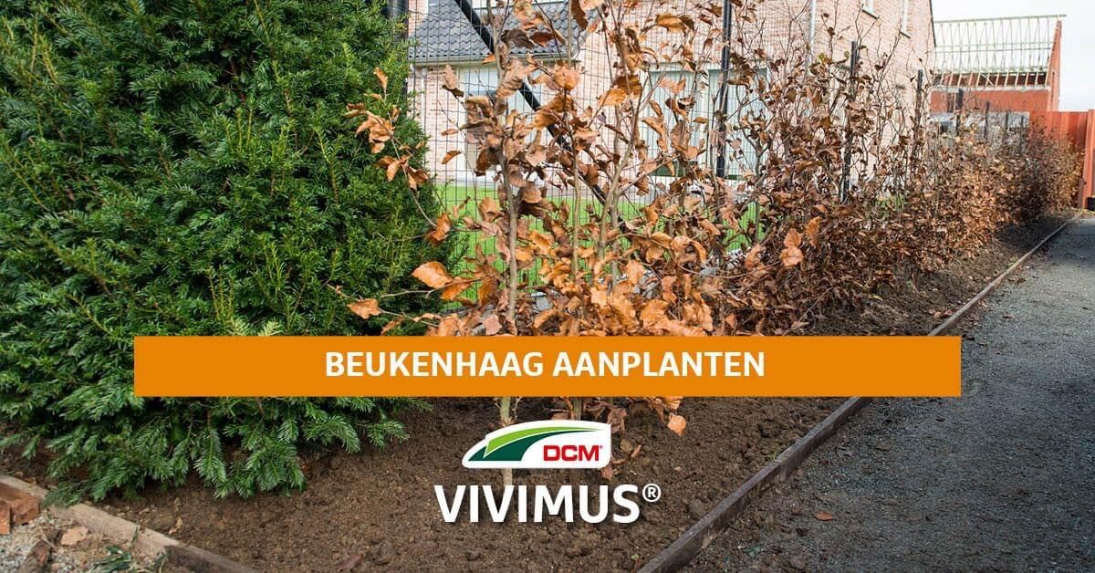 vivmus beuken planten