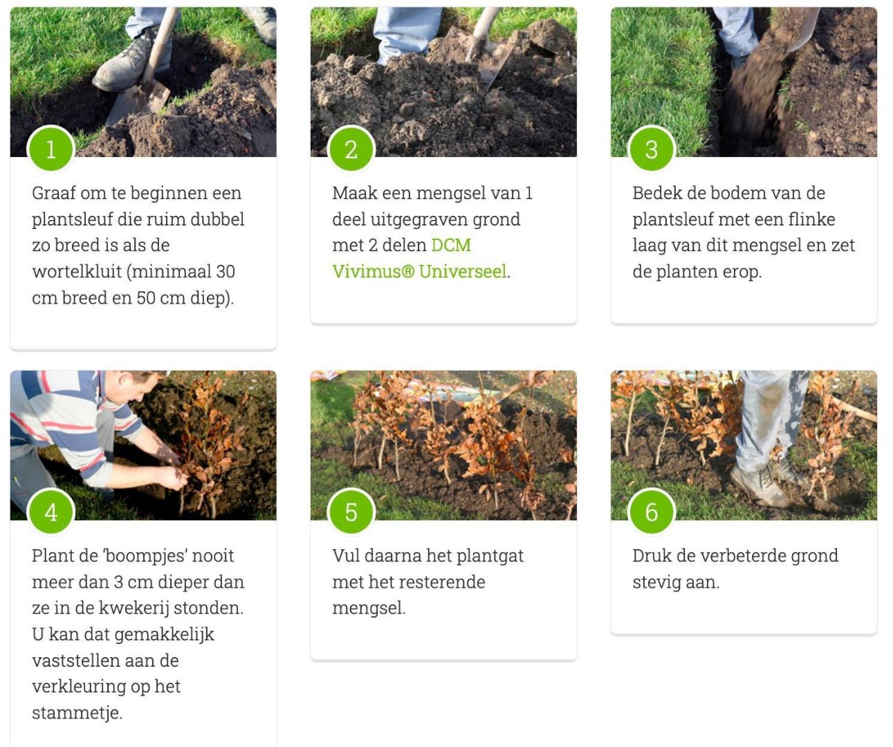 stappenplan beuken planten haag aanplantgrond