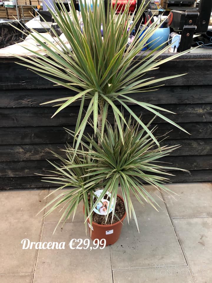dracena kamerplant