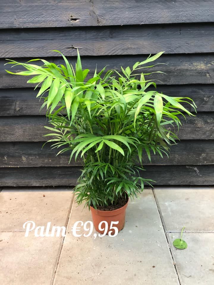 palm kamerplant goudpalm areca