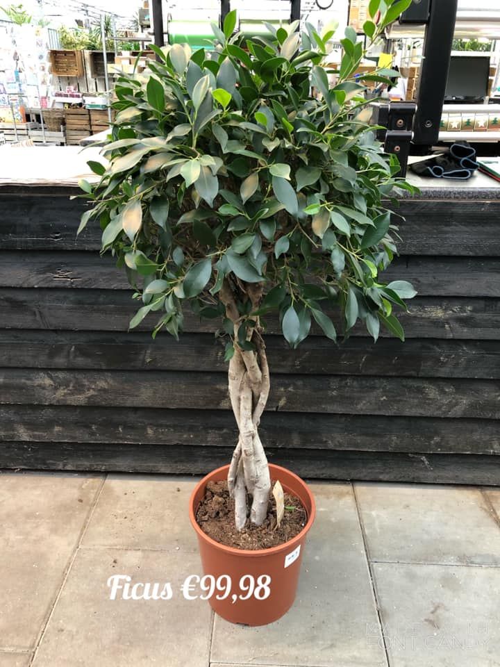 ficus kamerplant warmenhuizen