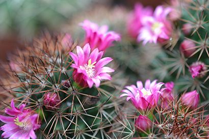 bloeiende cactus