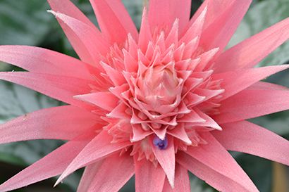 aechmea