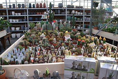 cactus euphorbia