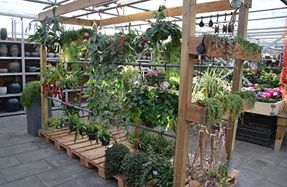 hangplanten